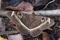 Cyligramma latona (Cream-striped Owl).jpg